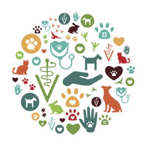 Effizientes Patientenmanagement für Tierärzte und Tierheilpraktiker