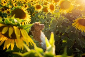 Hilfe für Tiere in der Ukraine