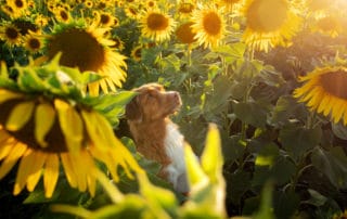 Hilfe für Tiere in der Ukraine