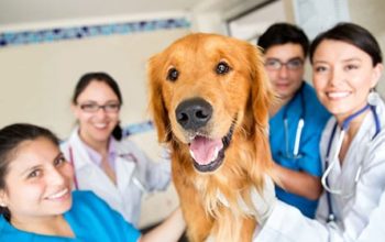 Personaleinsatzplanung Tierarzt
