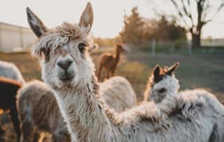 Neue Tiere Bei Patientenaufnahme