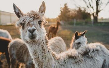 Neue Tiere Bei Patientenaufnahme