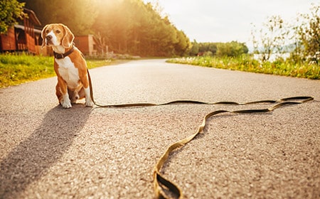 TASSO Tiere registrieren mit inBehandlung