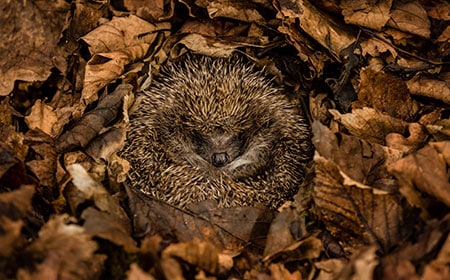 🦔🍂 Ein Fund-Igel wurde in Ihre Praxis gebracht? Erfahren Sie hier mehr über die richtige Behandlung eines Igels.