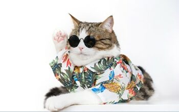 Bootstrap Update inBehandlung Tierarztsoftware