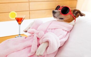 Modernisierung Tierarztpraxis