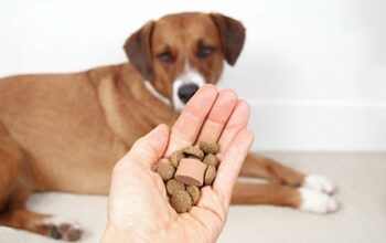 Entwurmung Haustier Urlaub