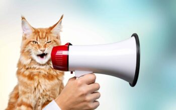 Funny,Cute,Domestic,Cat,Hold,Loudspeaker