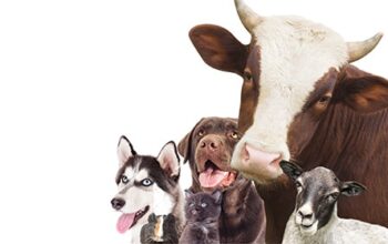 Tierarztsoftware inBehandlung erleichtert das Antibiotika-Monitoring von Nutztieren & Kleintieren