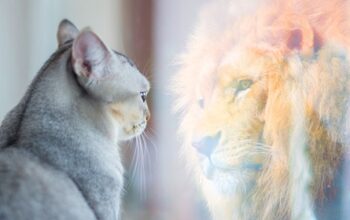 Wertschätzung der eigenen Leistung in der Tierarztpraxis