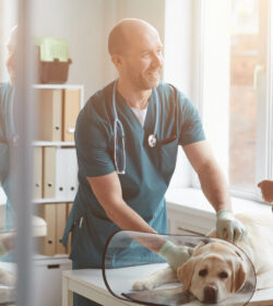 Portrait,Of,Mature,Veterinarian,Examining,Dog,At,Vet,Clinic,And Customer Journey: Perfekter Tierarztbesuch
