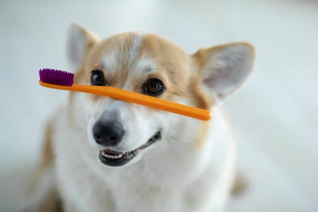 Mit der neuen Bild-Upload-Funktion können Sie eigene Grafiken, Skizzen oder Diagramme direkt in Ihre Untersuchungsvorlagen integrieren. Die Bilder lassen sich im Besuch wie gewohnt beschriften oder markieren und anschließend an Tierbesitzer oder Überweisungspraxen versenden. So dokumentieren Sie Befunde noch klarer, einheitlicher und effizienter.