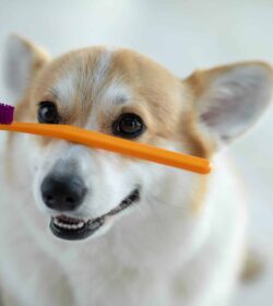 Dog,Holding,A,Toothbrush,In,His,Teeth,On,A,Clean Dog,Holding,A,Toothbrush,In,His,Teeth,On,A,Clean