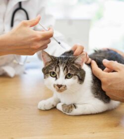 Präventivmedizin in der Tierarztpraxis