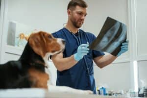 Examion & Physia: Wie moderne Schnittstellen die Tierarztpraxis effizienter machen