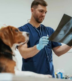 Examion & Physia: Wie moderne Schnittstellen die Tierarztpraxis effizienter machen
