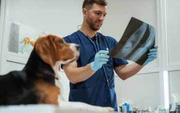 Examion & Physia: Wie moderne Schnittstellen die Tierarztpraxis effizienter machen