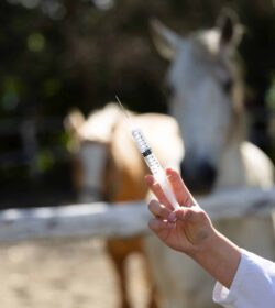 Antibiotikamonitoring Stufe 2: Was Tierarztpraxen jetzt wissen müssen Antibiotikamonitoring Stufe 2: Was Tierarztpraxen jetzt wissen müssen